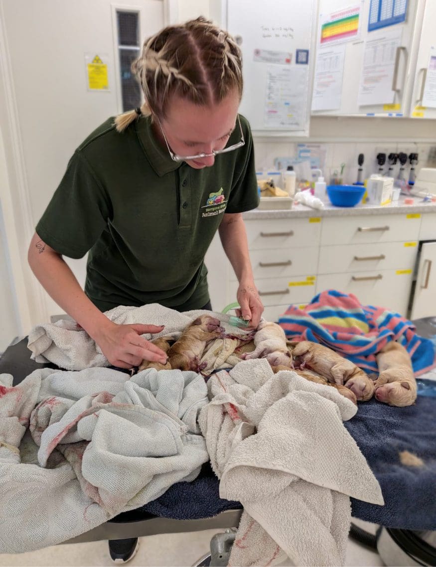 At the vets A woman is looking after newborn puppies with towels and oxygen on a veterinary table