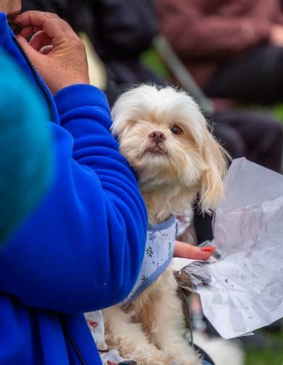 A small white dog with one eye is sat on a person's lap, looking at the camera