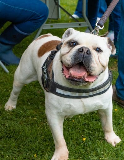 A white and brown Bulldog is stood on grass, wearing a harness and lead, while looking at the camera