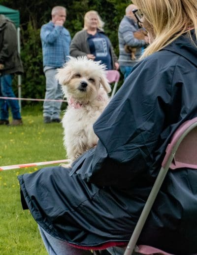 A small white dog is sat on a person's lap, looking off to the side