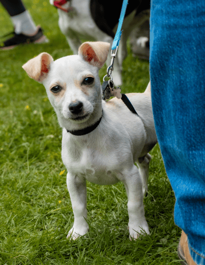 A small white Terrier cross is stood on grass, looking at the camera
