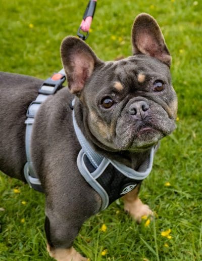 A grey and tan French Bulldog is stood on grass, looking up at the camera