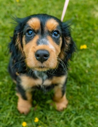 A young black and tan Spaniel is sat on grass, looking up at the camera