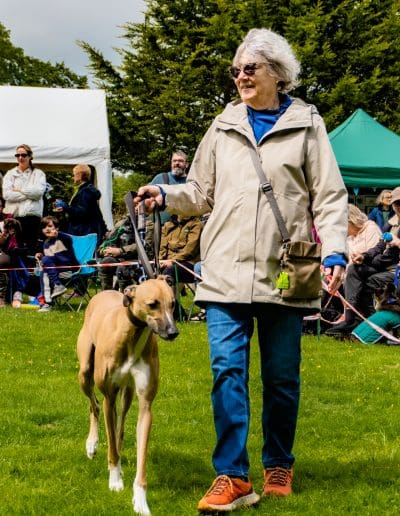 A brown and white Lurcher is walking into a dog show ring with their owner