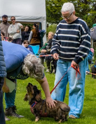 A wire-haired Daschund is stood in a dog show ring, looking up at someone who is leant down and stroking them, while their owner is also looking down at them