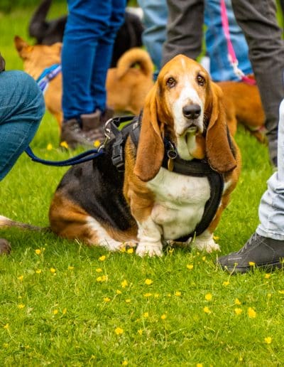 A black, tan and white Basset Hound is sat on grass, looking at the camera