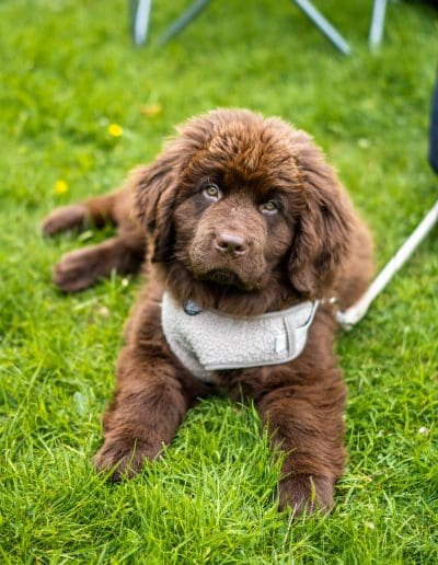 A young brown dog is lying on grass, wearing a harness, while looking at the camera