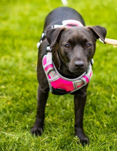 A small black dog is stood on grass, looking at the camera, while wearing a pink harness