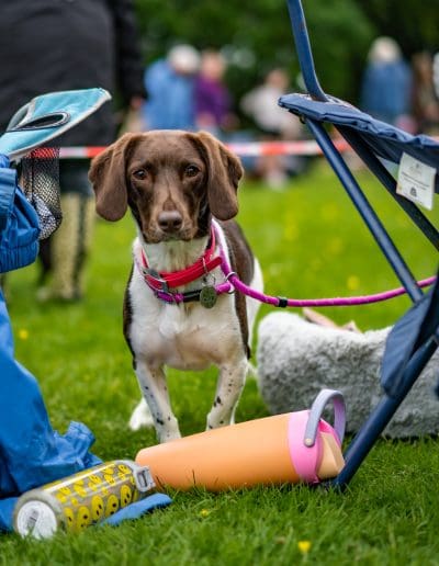 A brown and white dog is stood on grass, next to a chair, while looking at the camera