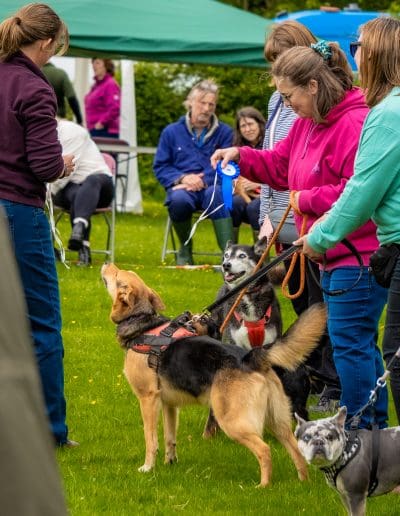 A woman is walking along a line of dogs and their owners in a dog show ring