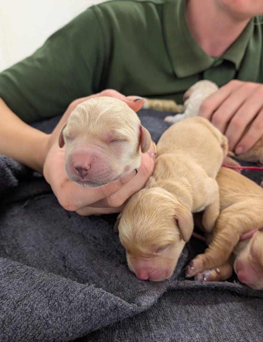 Little Ones Newborn puppies with their eyes closed