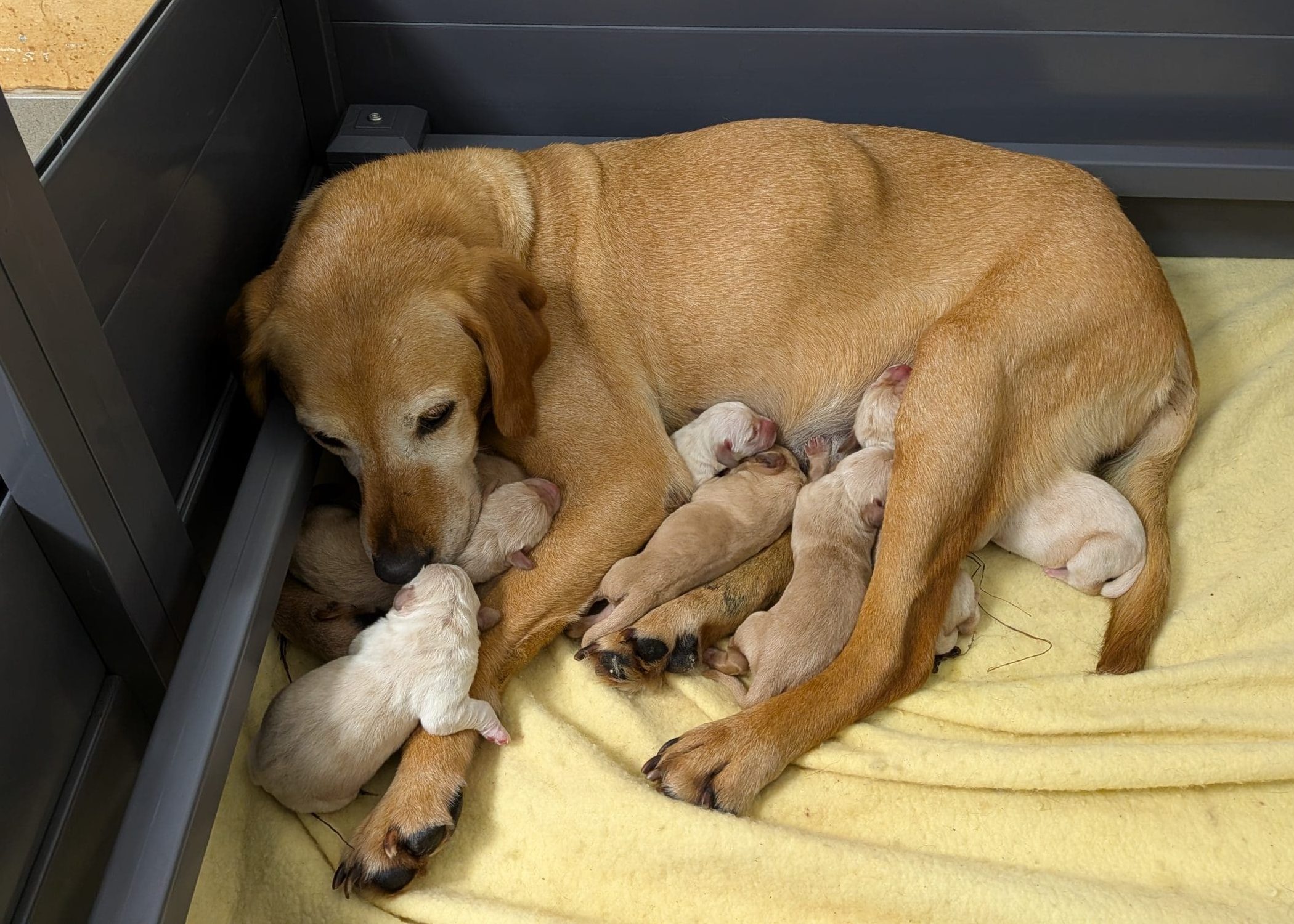Rusty and Puppies A fox red Labrador is lying in a welping pen with puppies around her