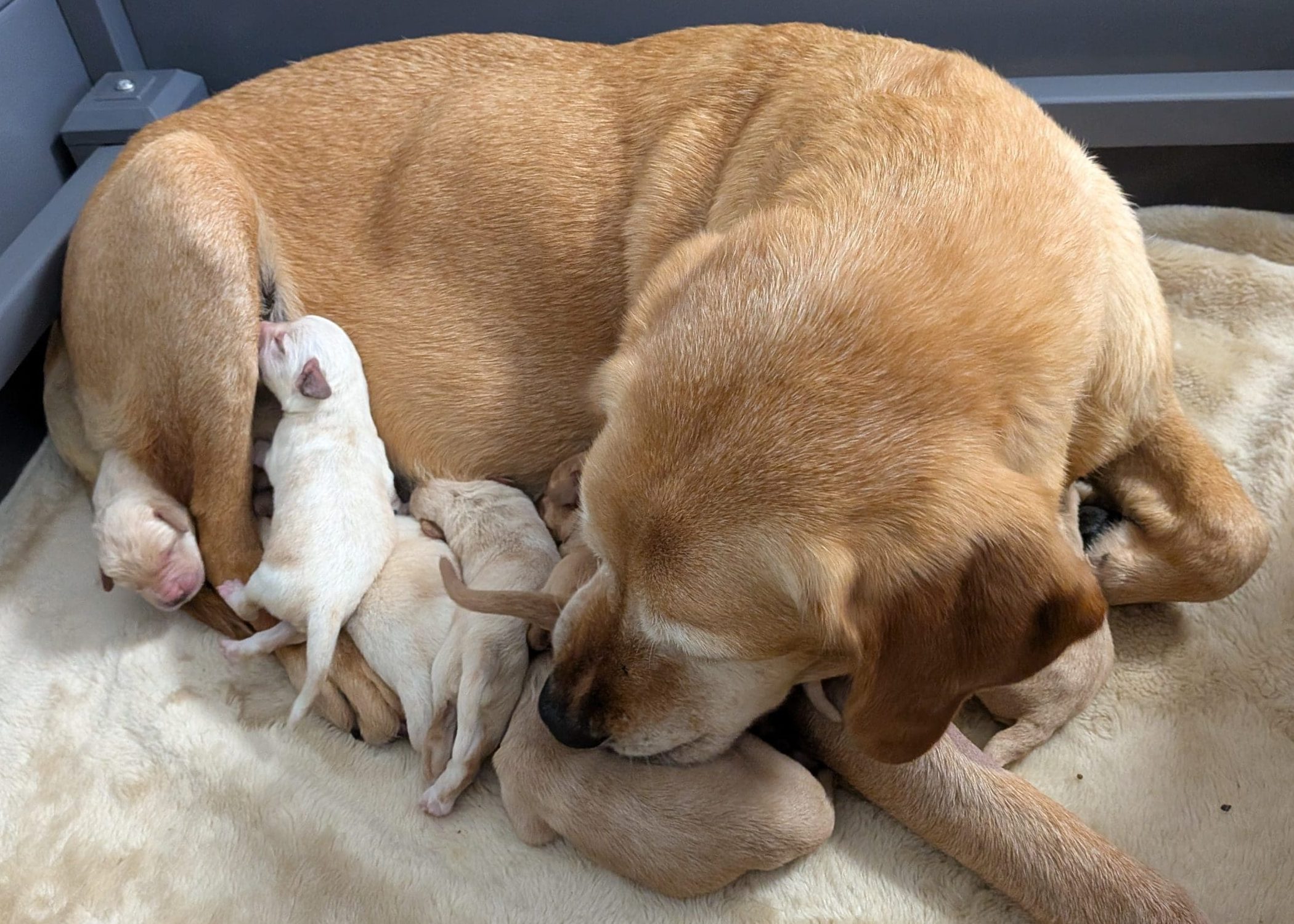 Rusty and Puppies A fox red Labrador is lying in a welping pen, looking down at her newborn puppies