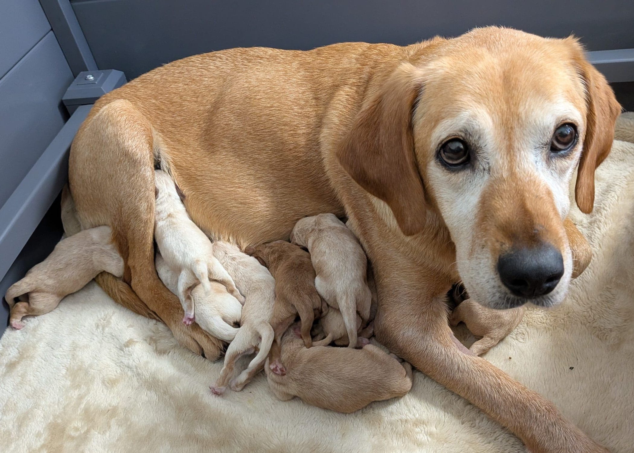 Rusty and Puppies A fox red Labrador with a white face is looking up while lying down, surrounded by a litter of puppies