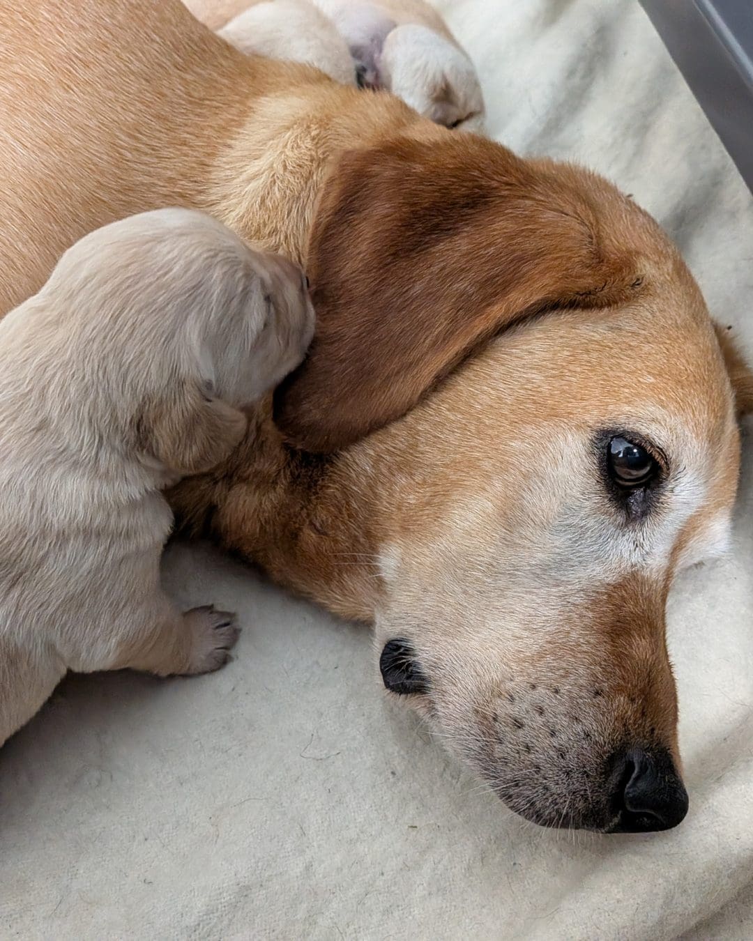 Rusty and Puppy A close uo image of a fox red Labrador's head lying down with a young puppy lying on top