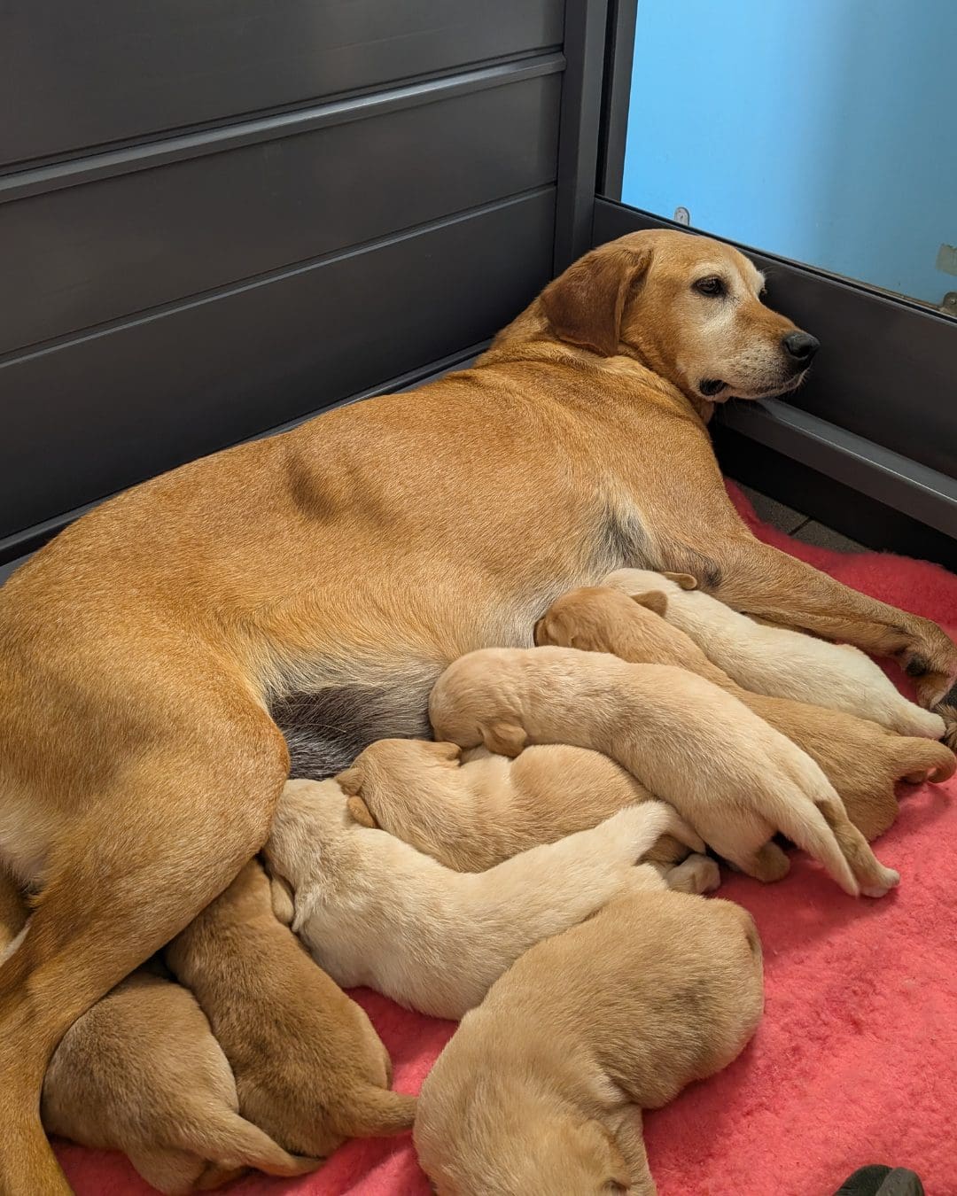 Rusty and Puppies A fox red Labrador is lying in a welping pen with eight young puppies