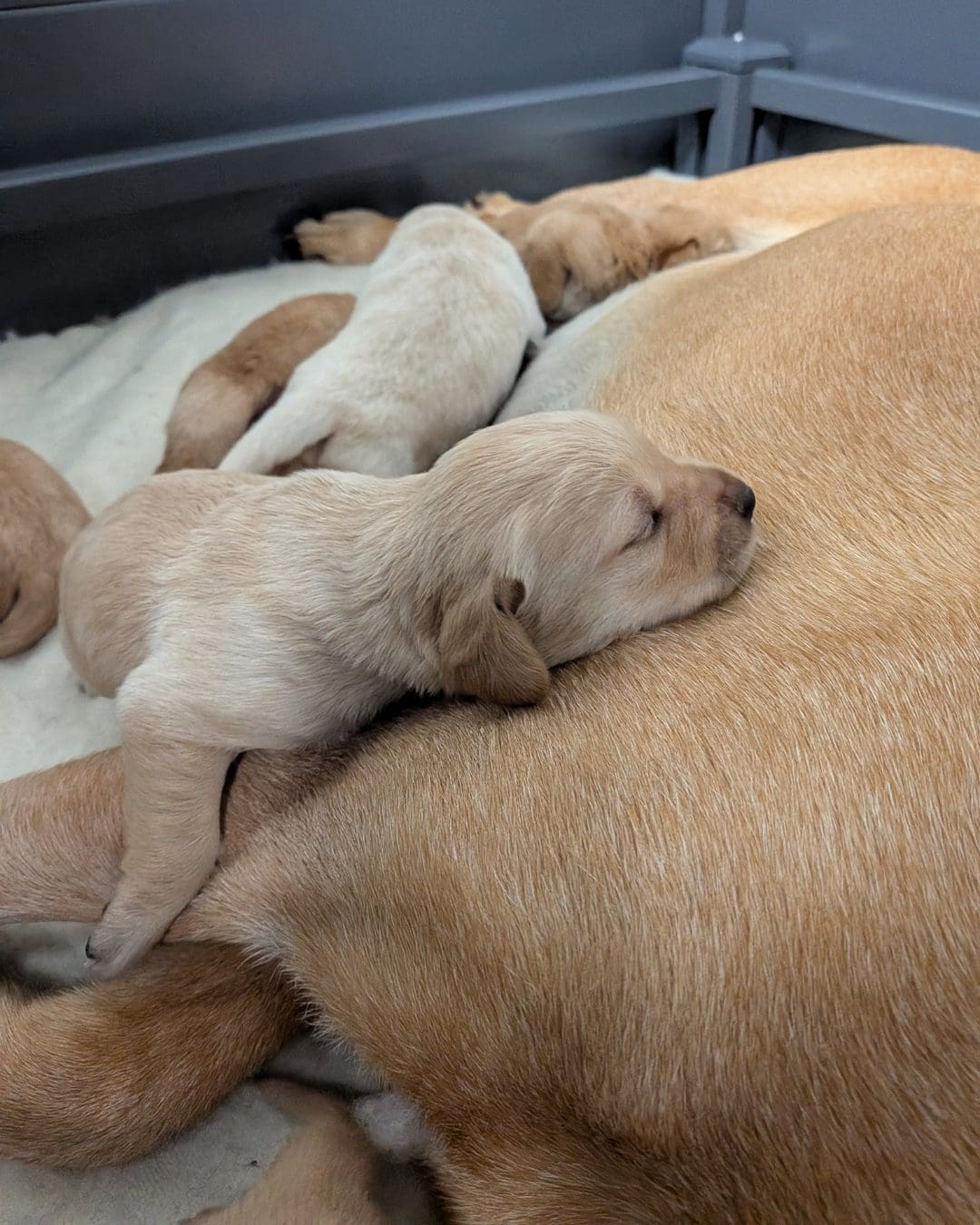 Rusty's Puppies A young puppy is lying with their head on their mum with other puppies in the background