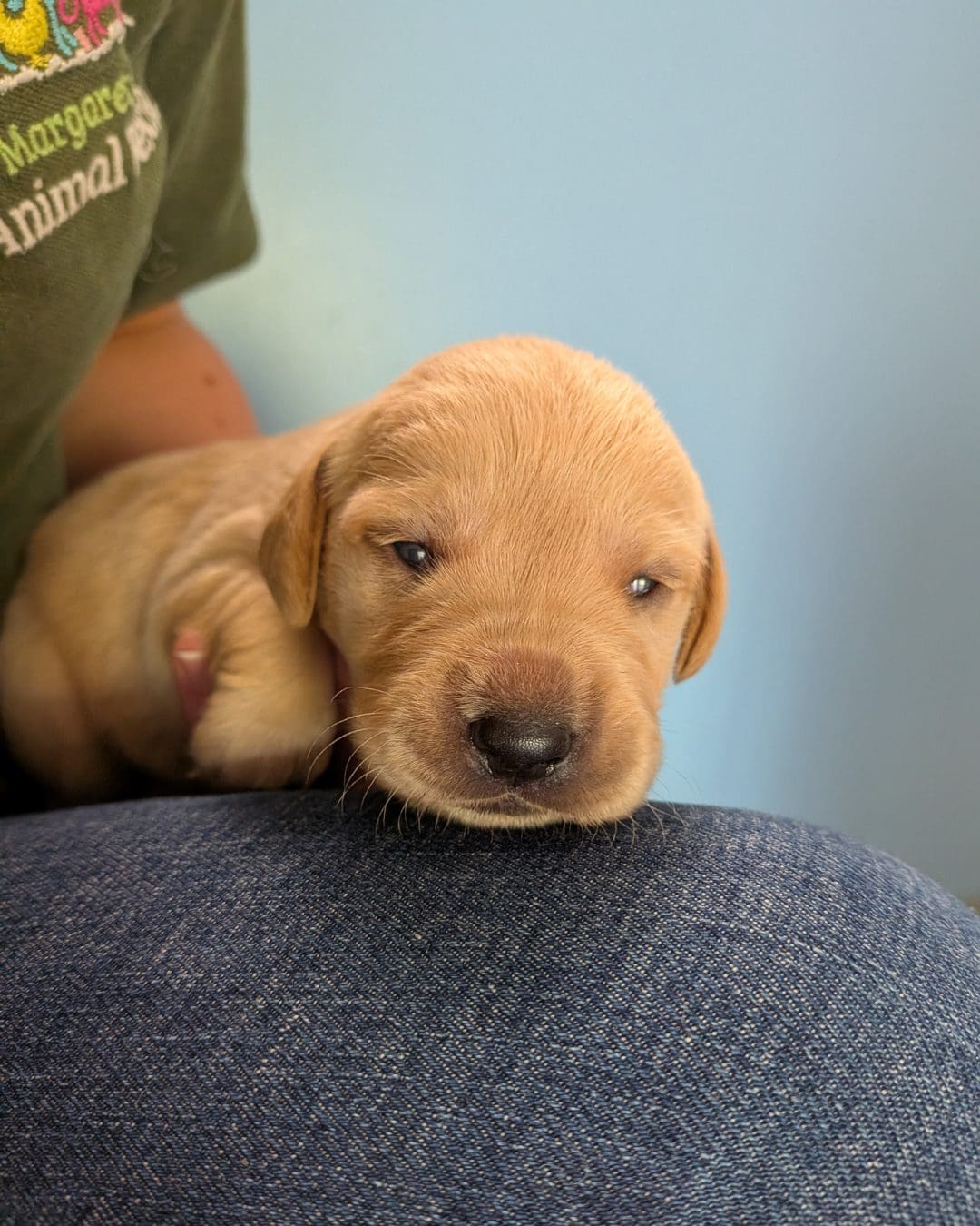 Rusty's Puppy A young puppy is being held while looking at the camera