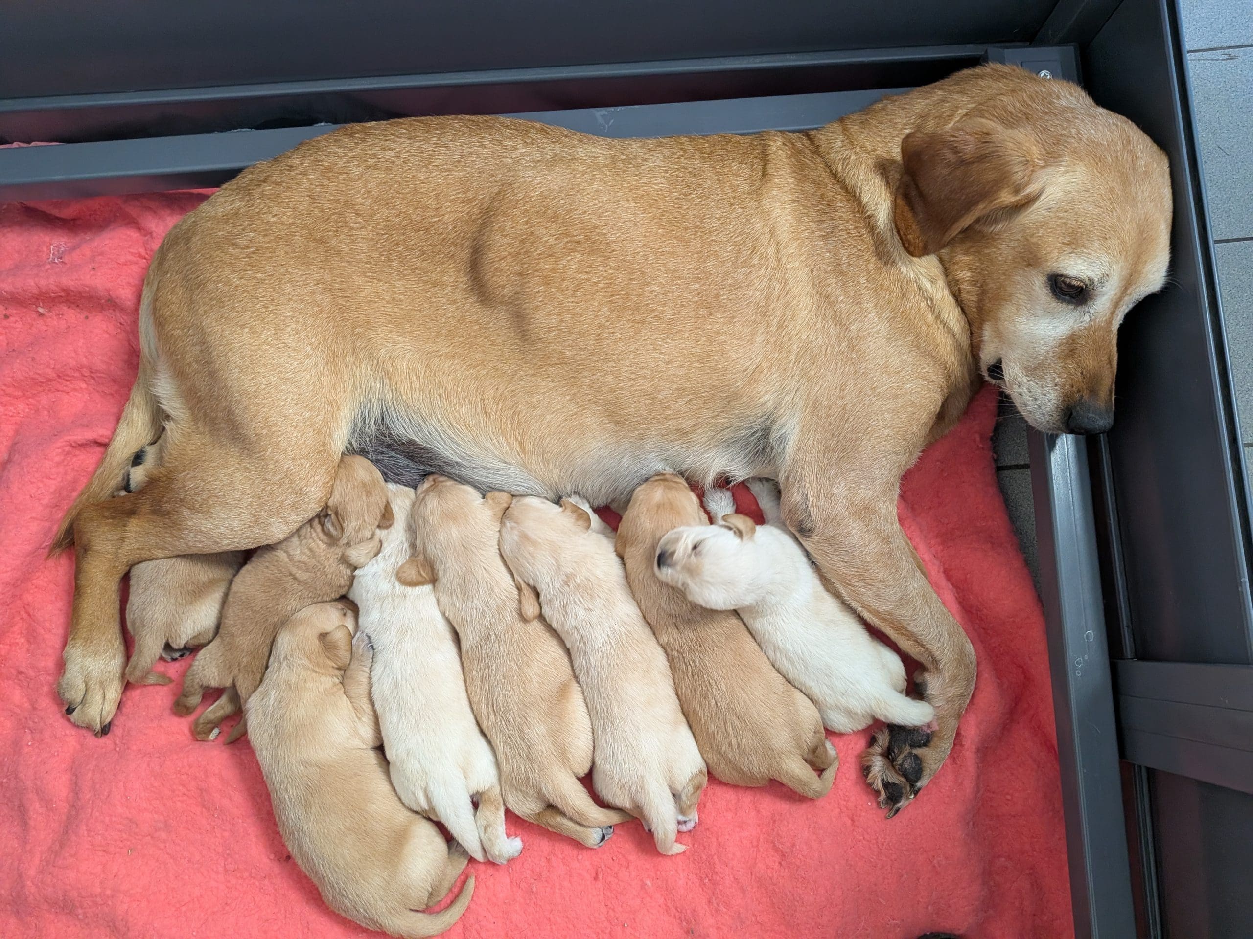 Rusty and Puppies A fox red Labrador is lying in a welping pen with eight young puppies