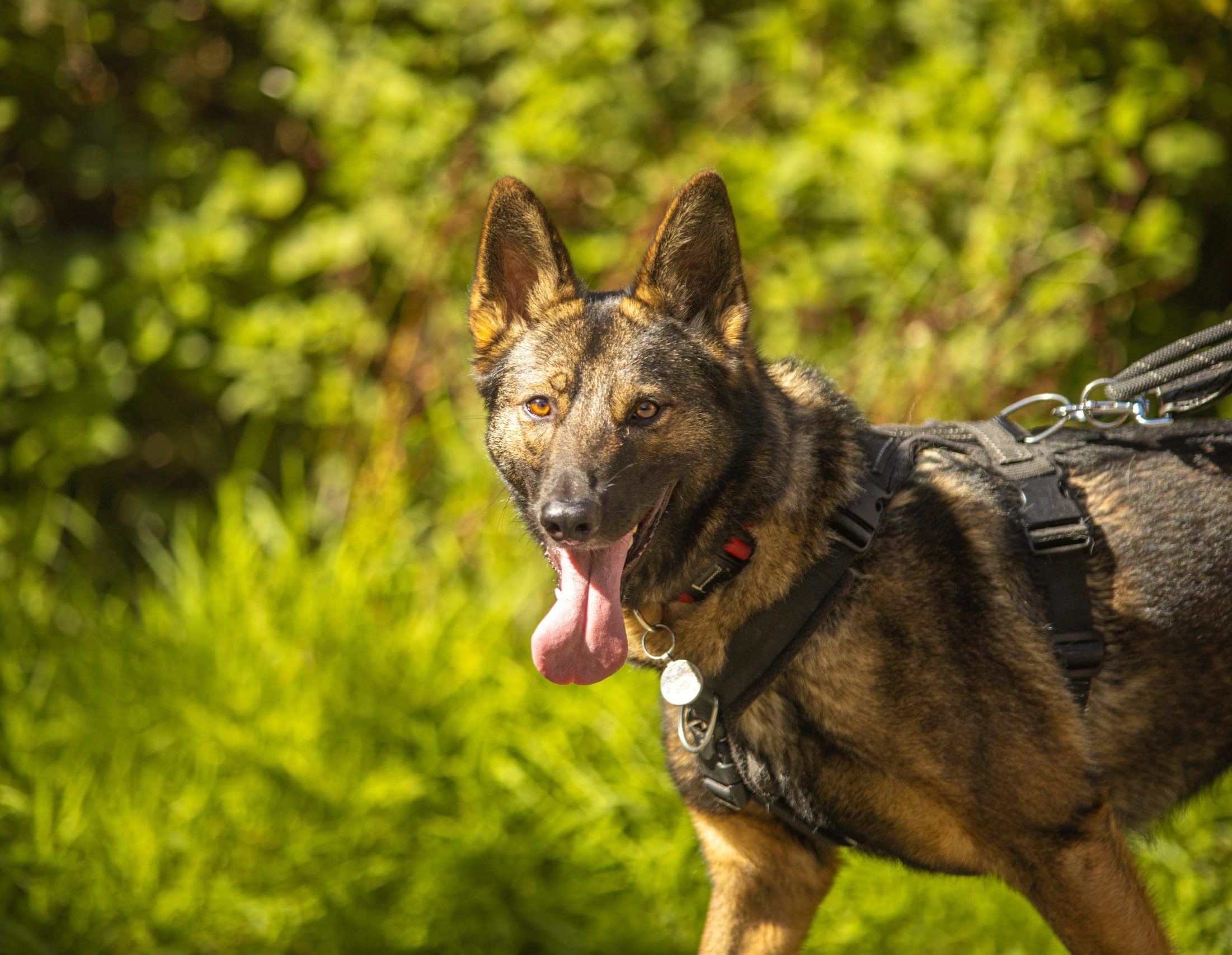 Walkies for Rescue 2026 A large brown dog with pointy ears is walking by some hedges, while looking at the camera with their tongue out
