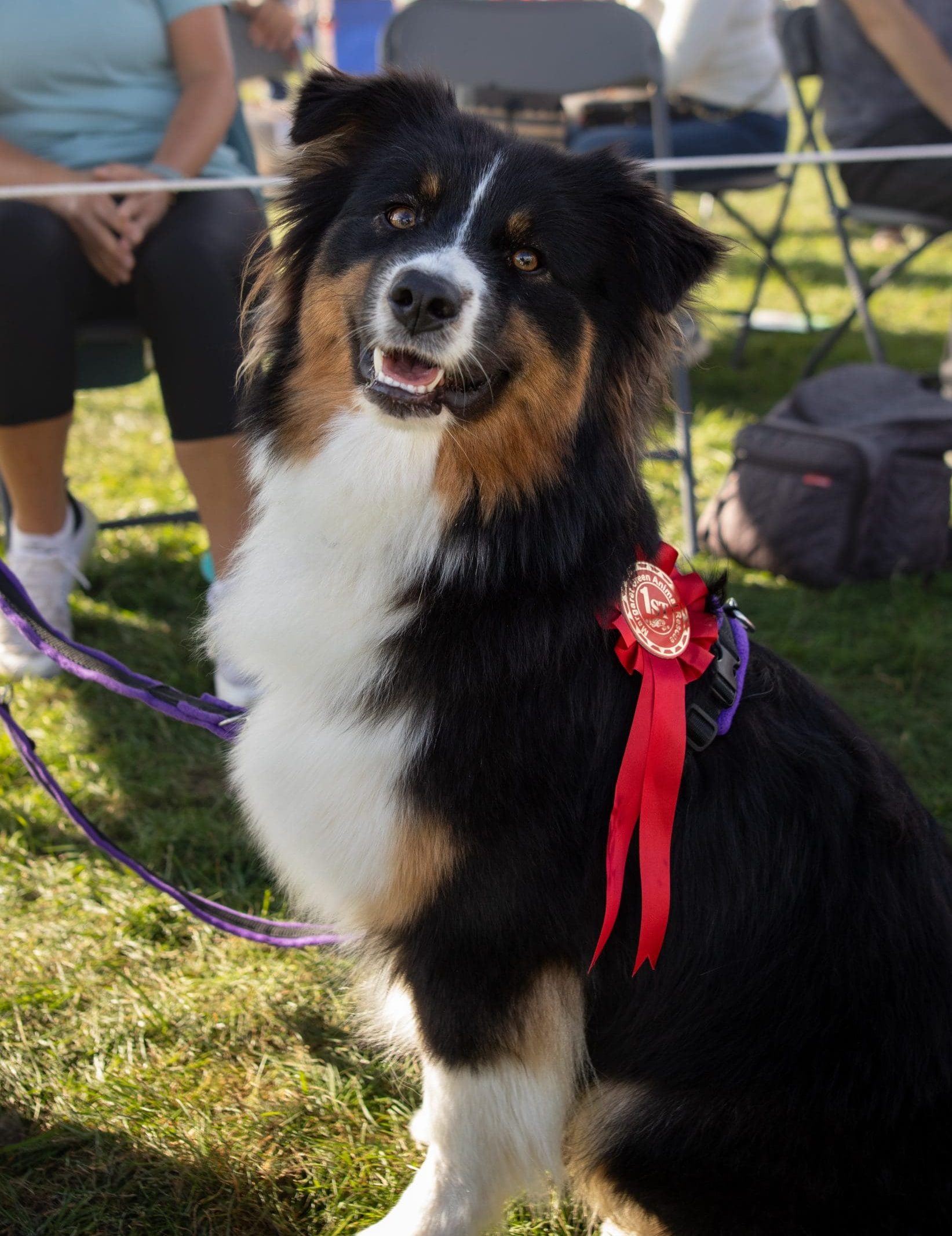 Country Fayre & Dog Show 2026 A brown terrier in sat on a person's lap, wearing a red harness, looking at the camera