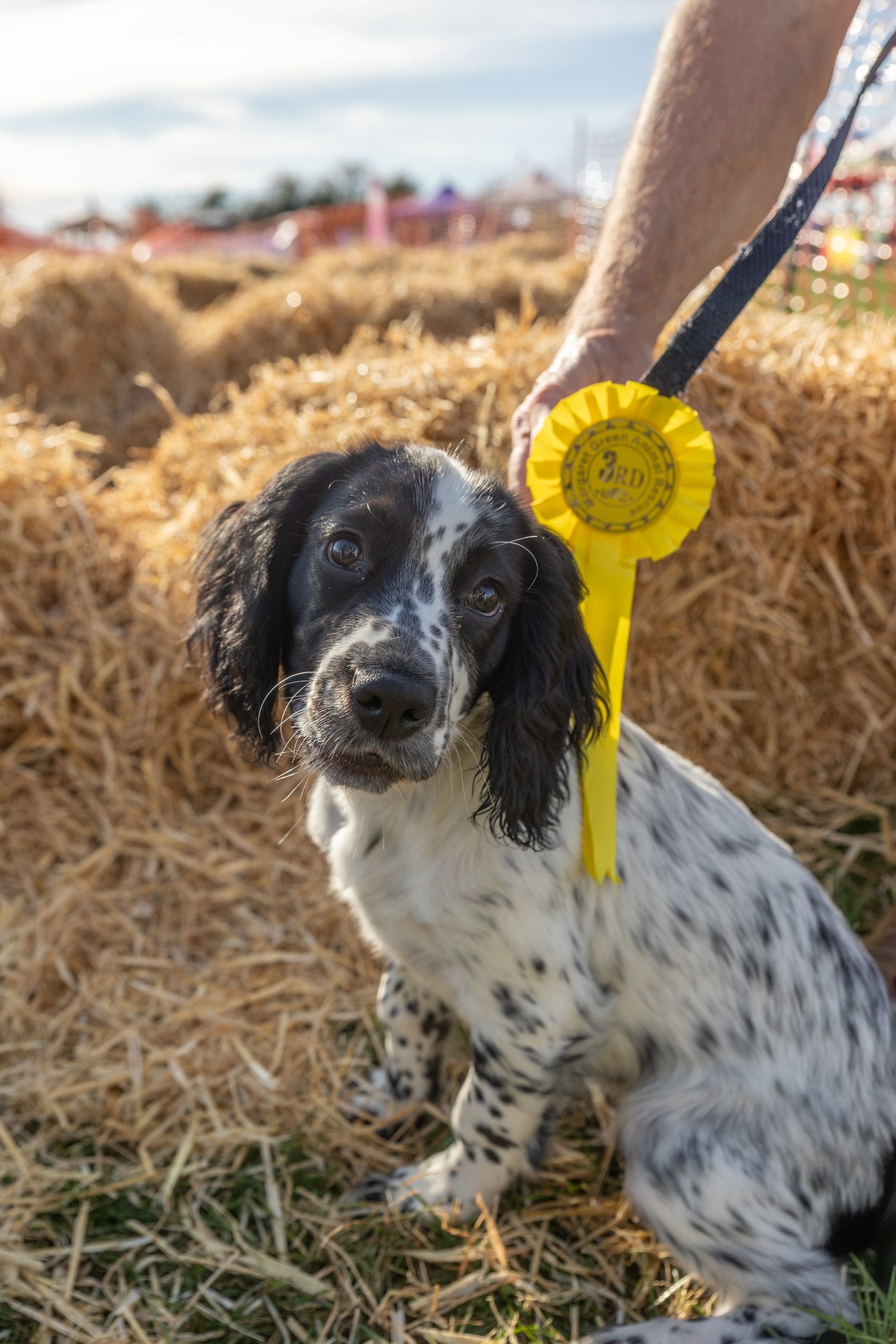 Country Fayre & Dog Show 2026